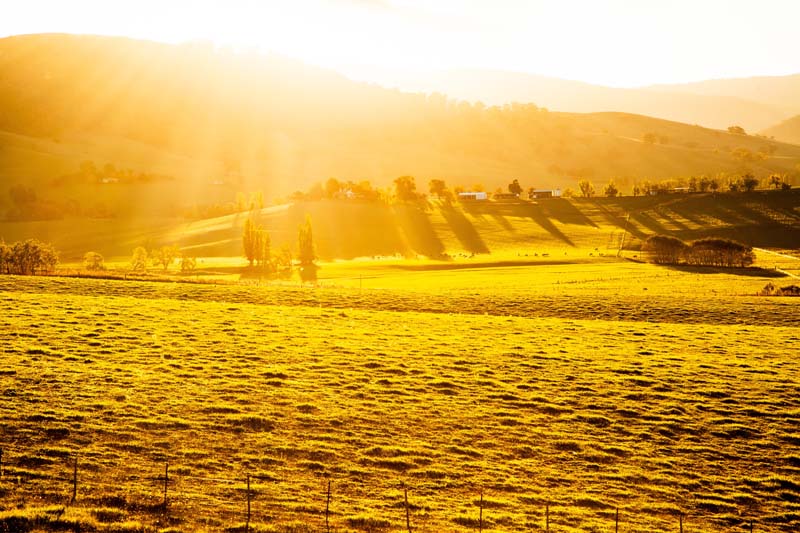 芬兰燕麦和澳大利亚燕麦的区别