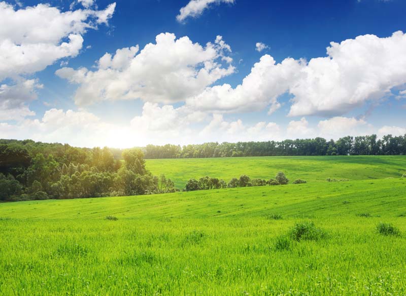 芬兰燕麦和澳大利亚燕麦的区别